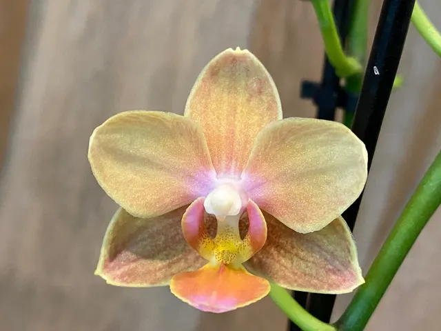 Phalaenopsis – Light Orange Blooming Size