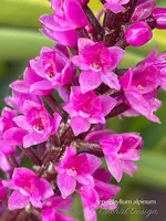 Arpophyllum alpinum – The hyacinth orchid