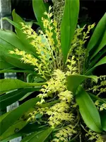 Bulbophyllum obtusipetalum