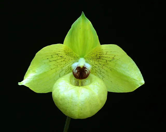Paphiopedilum Norito Hasegawa