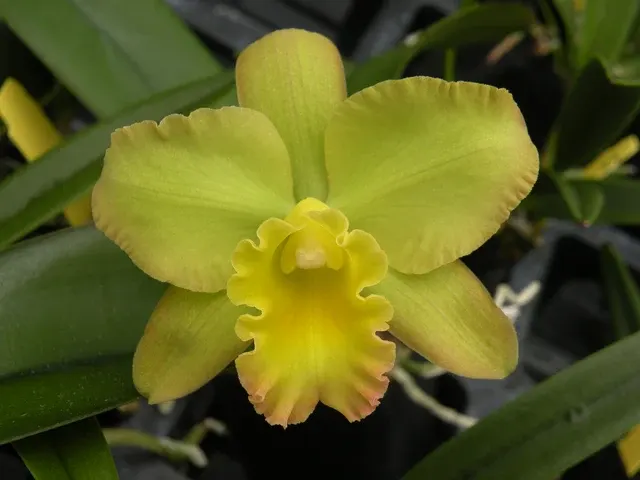 Potinara Sanyo Butterfly 'Parkside'