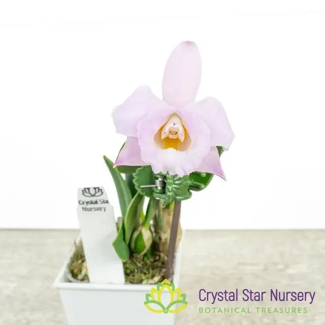 Cattleya Alaorii X Sib (Cattleya)