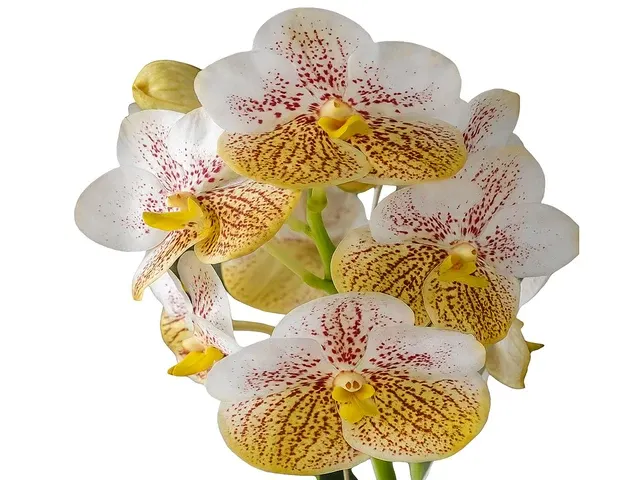 Vanda Edwin Alberto (Vanda)