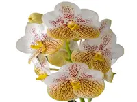 Vanda Edwin Alberto