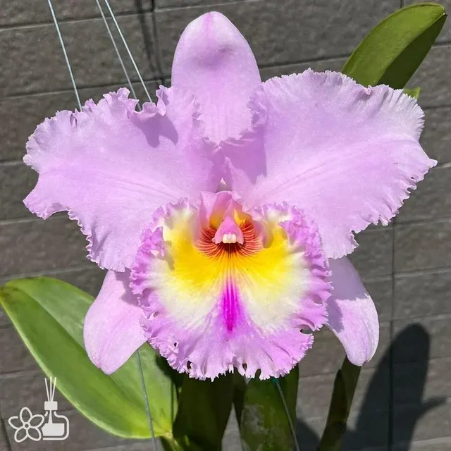 Rhyncholaeliocattleya Thaksina Pink