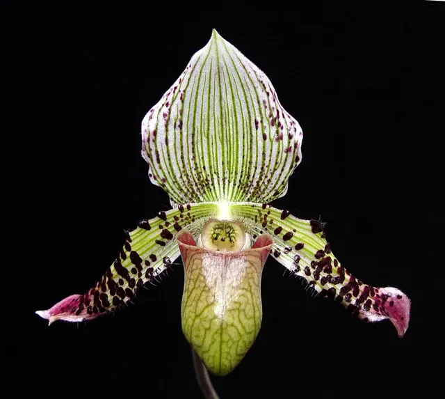Paphiopedilum argus (Paphiopedilum)