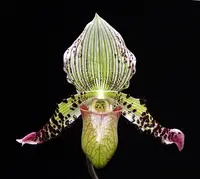 Paph. argus