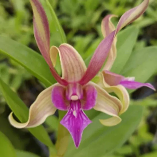 Dendrobium Caesar Candy (Dendrobium)
