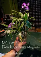 Dendrobium kinginanum 'Marginata','