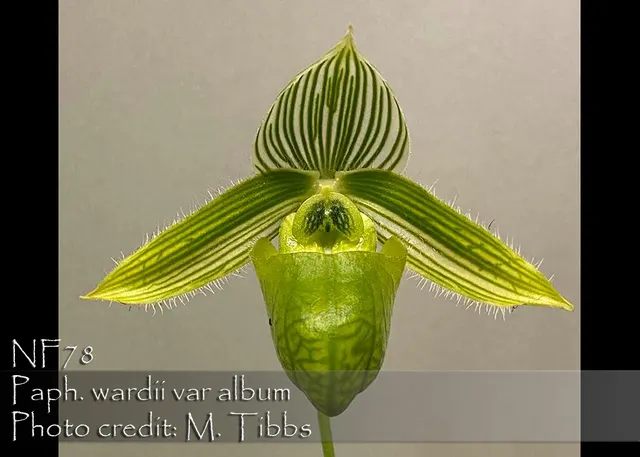 Paphiopedilum wardii var album 'Note : Rare Mini Paphiopedilum Species' (Paphiopedilum)
