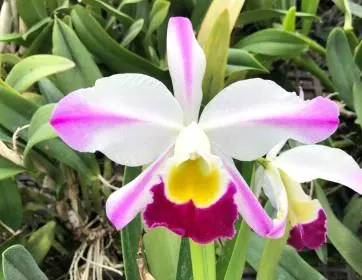 Cattleya wallisii 'Fairy' (Cattleya)