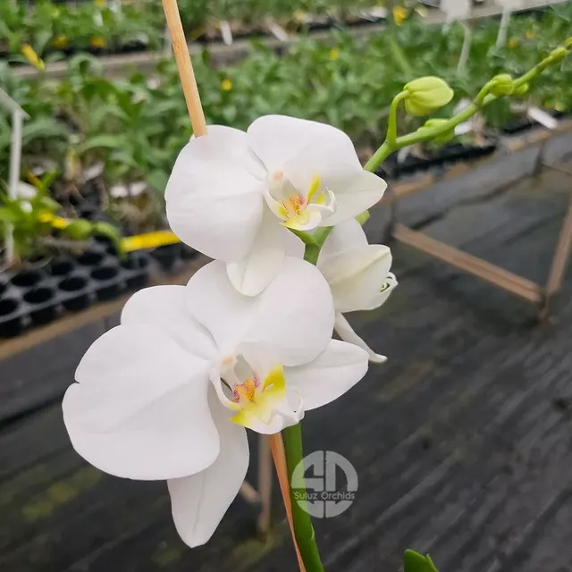 Phalaenopsis Moon Fever