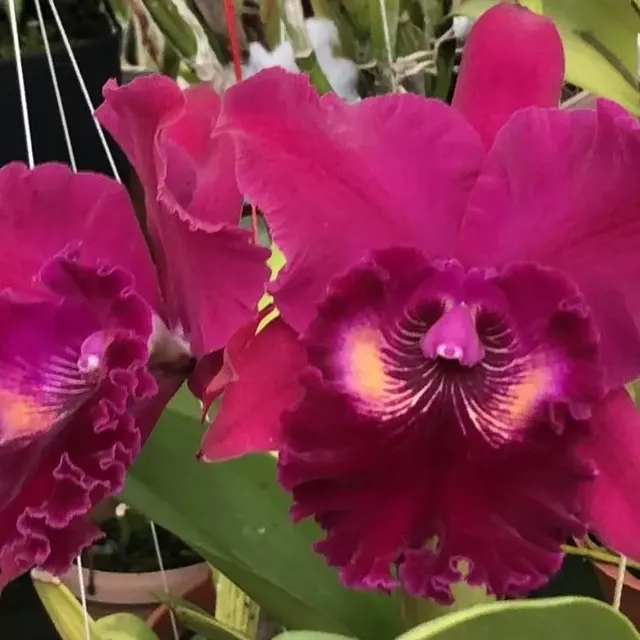 Rhyncholaeliocattleya Haw Yuan Rose 'NN' (Rhyncholaeliocattleya)