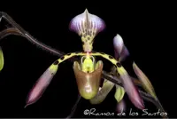 Paphiopedilum haynaldianum (‘Tavel’ AM/AOS x ‘Ramon’) PP1901