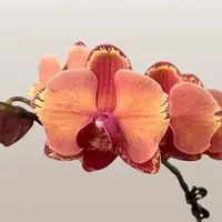 [Bare-root][New] #PA# Phal. First Light 曙光 [2.4" BS][Sept in stock 26]