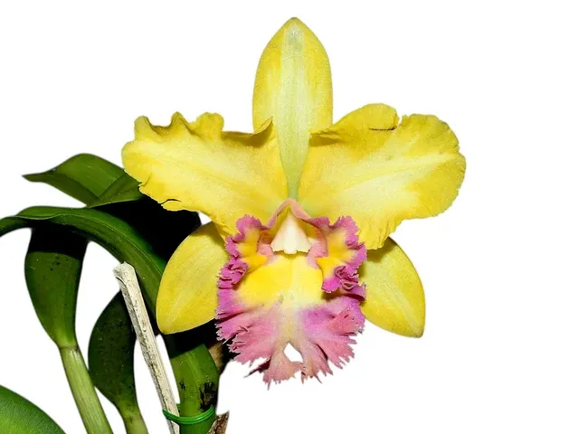 Rhyncholaeliocattleya Young Kong M169 'Sun 16' (Rhyncholaeliocattleya)