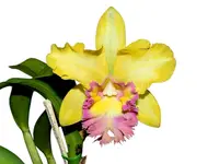 Rhyncholaeliocattleya Young Kong ' Sun 16' M169
