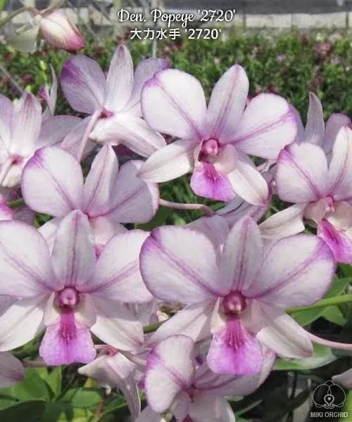 Dendrobium Popeye , Pinky Color With Contrast '2720'