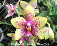 Phal. Texas Mist 'S.S.Lee' HCC/AOS (PM129) (Hybrid)