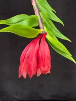 Dendrobium lawesii red