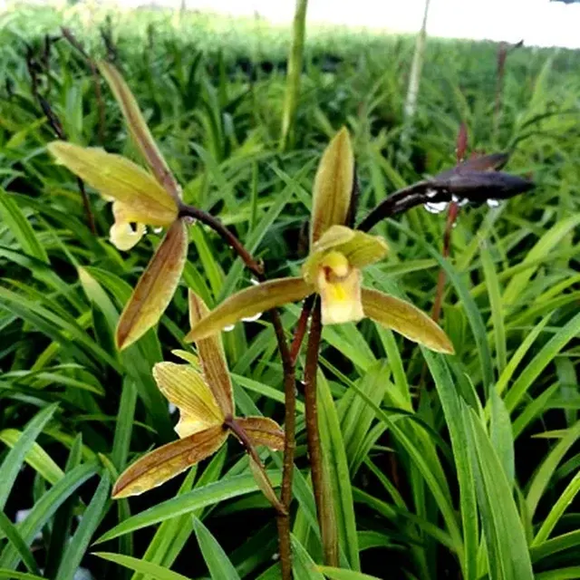 Cymbidium Eastern Elf 'Ichiyou' (Cymbidium)