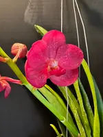 Vanda Udomchai Beauty