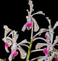 Vanda tricolor