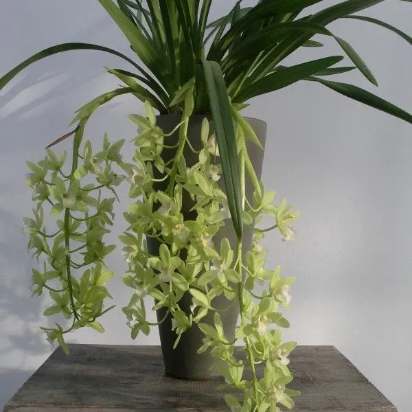 Cymbidium Sarah Jean 'Jennifer' (Cymbidium)