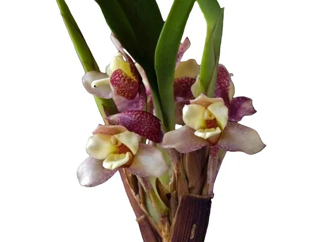 Maxillaria funicaulis