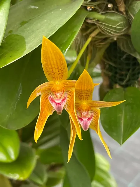 Bulbophyllum smitinandii x violaceolabellum (Bulbophyllum)