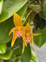 Bulbophyllum smitinandii x violaceolabellum