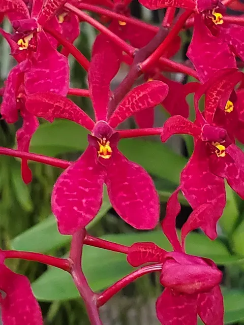 Renanthera Gerald Tan (Renanthera)