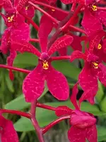 Renanthera Gerald Tan