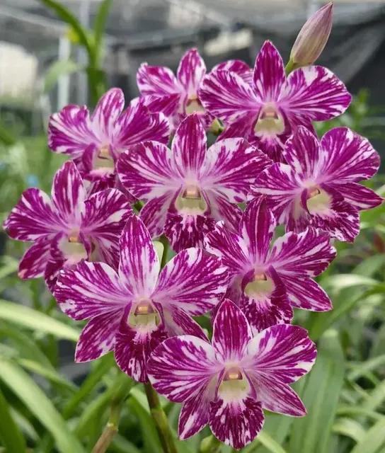 Dendrobium Ekapol Splash 'Marble Splash' (Dendrobium)