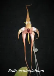 Bulbophyllum echinolabium