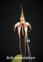 Bulb. echinolabium (BUEC) ( - - Bulbophyllum ) Bulb.=Bulbophyllum