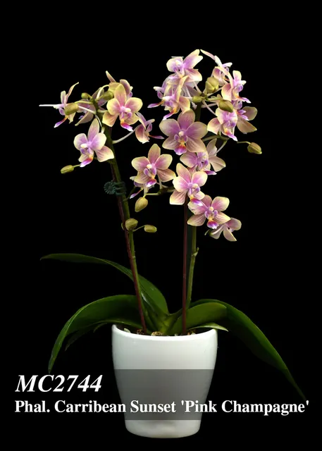 Phalaenopsis Caribbean Sunset 'Pink Champagne' (Phalaenopsis)