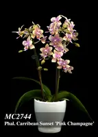 Phal. Carribean Sunset 'Pink Champagne , Note: Fragrance ' (Cassandra x Mambo )