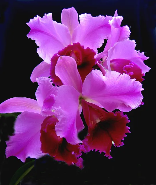 Cattleya hybrid special (Cattleya)