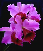 Cattleya hybrid special