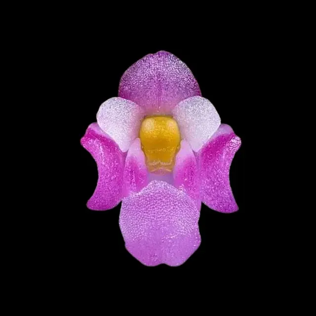 Schoenorchis scolopendria (Schoenorchis)