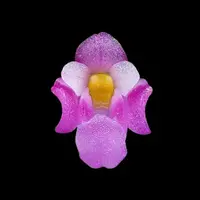 Schoenorchis scolopendria