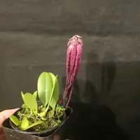 Bulbophyllum treschii. Blooming size bulbophyllum orchid species.