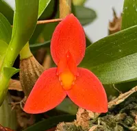 Maxillaria sophronitis