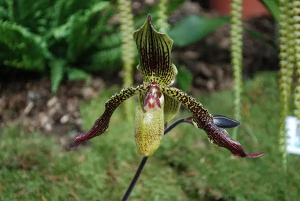 Paphiopedilum rothschildianum × esqueirolii