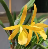 Cahuzacara Hsinying Naranja ‘Golden Sunshine’