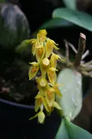Bulbophyllum cupreum