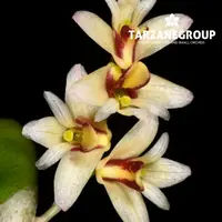 DENDROBIUM RIGIDUM / DOCKRILLIA RIGIDA MINIATURE ORCHID MOUNTED