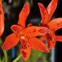 Guarianthe aurantiaca sp.