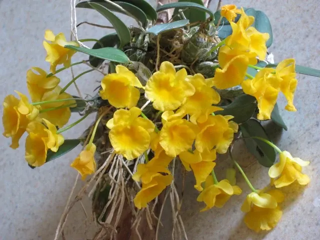 Dendrobium jenkinsii x self